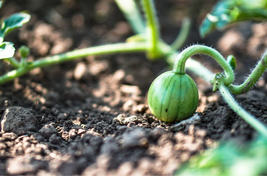 melon-qui-pousse