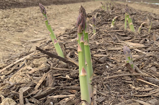 asperge