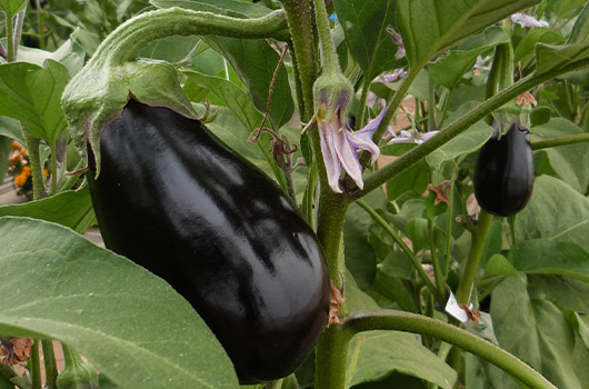 aubergine-1